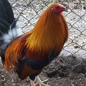 Meet your Posher, Sergio